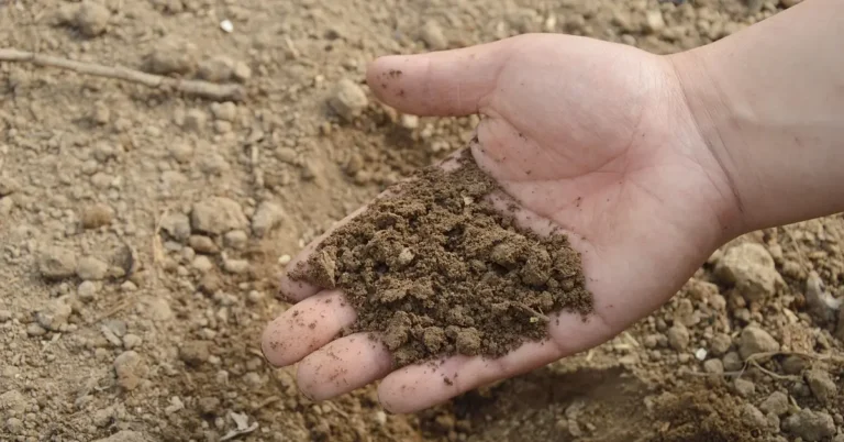 gardener holding a handful of dark, crumbly garden soil ready for amendment