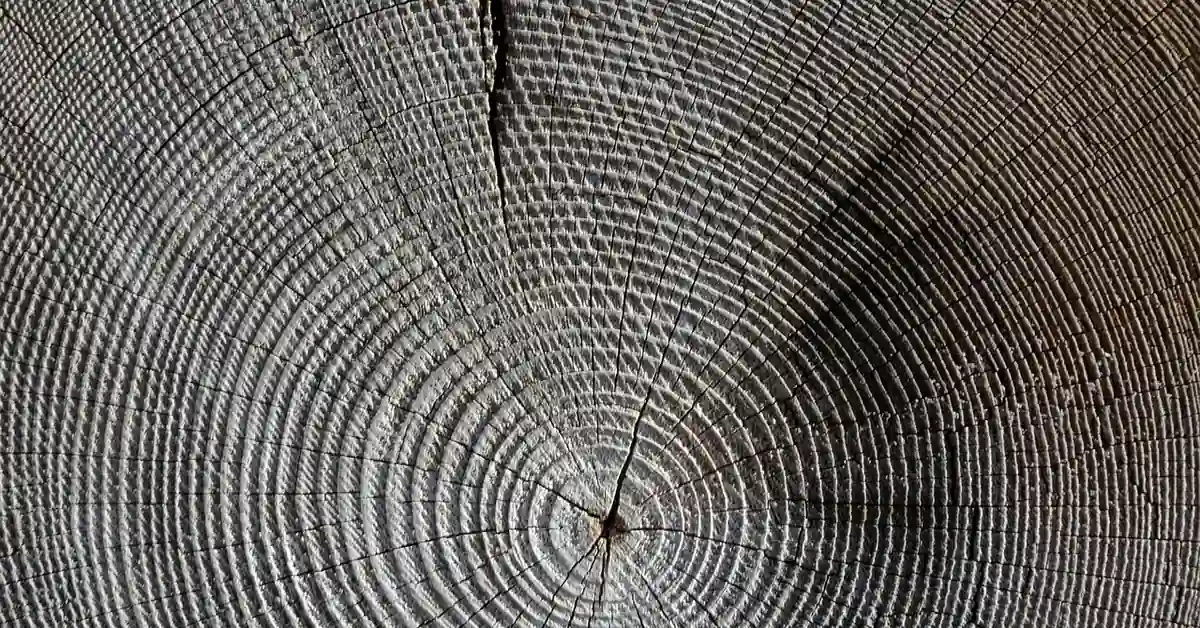 Close-up of a natural crack running through weathered wood grain, the type of split epoxy resin is used to fill and stabilize