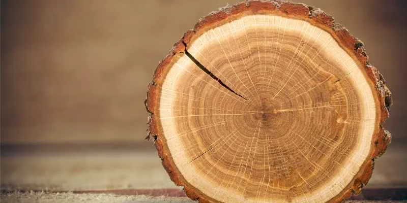 A wood slice with radial cracks from uneven drying