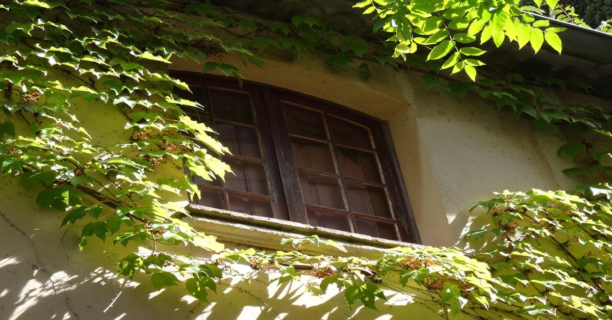 Wood-framed window with painted shutters compared to vinyl window frame