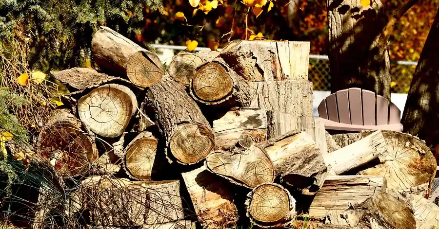 Split ash firewood logs stacked in a woodpile for seasoning