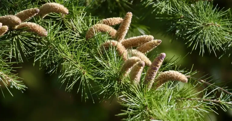 Which Cedar Smells the Best? Every Species Ranked