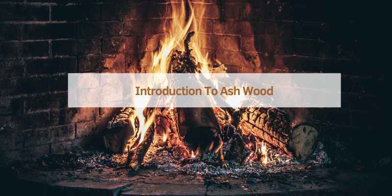 Introduction To Ash Wood