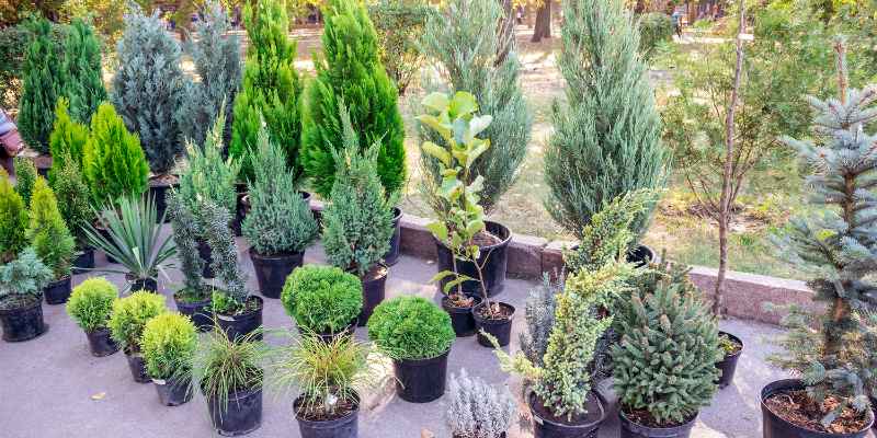 Can Cedar Trees Grow in Pots