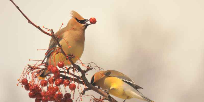 When Do Cedar Waxwings Migrate North