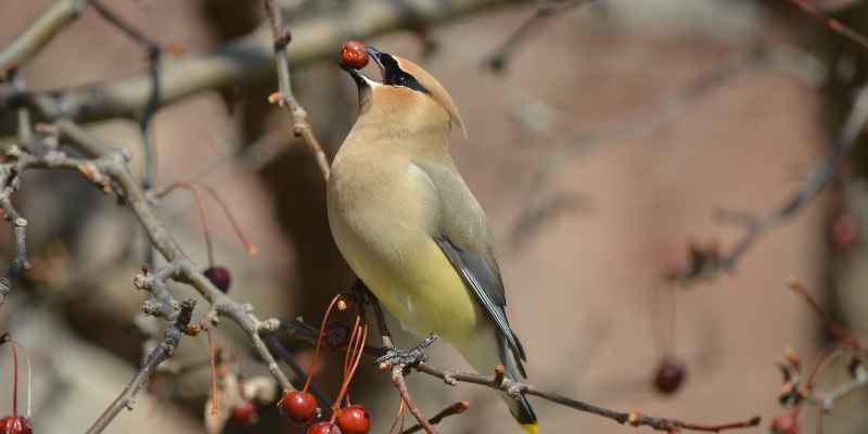 When Do Cedar Waxwings Migrate North