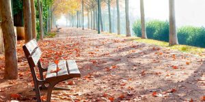 DIY Wood Bench Blueprint