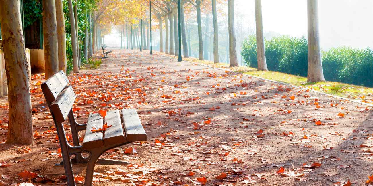 DIY Wood Bench Blueprint