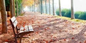 DIY Wood Bench Blueprint