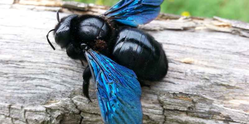 Do Carpenter Bees Eat Treated Wood