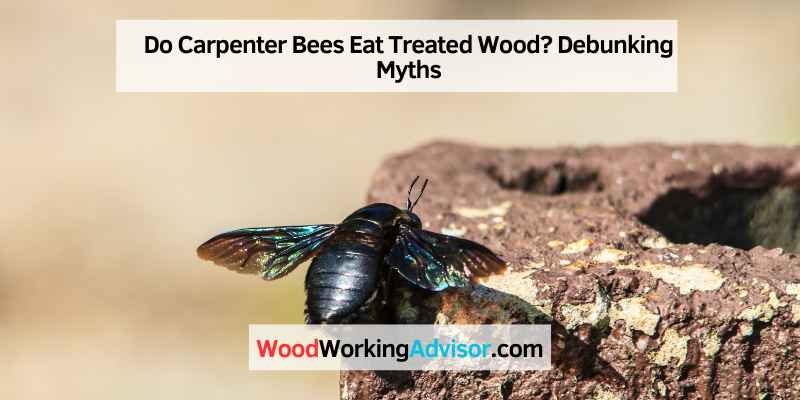 Do Carpenter Bees Eat Treated Wood