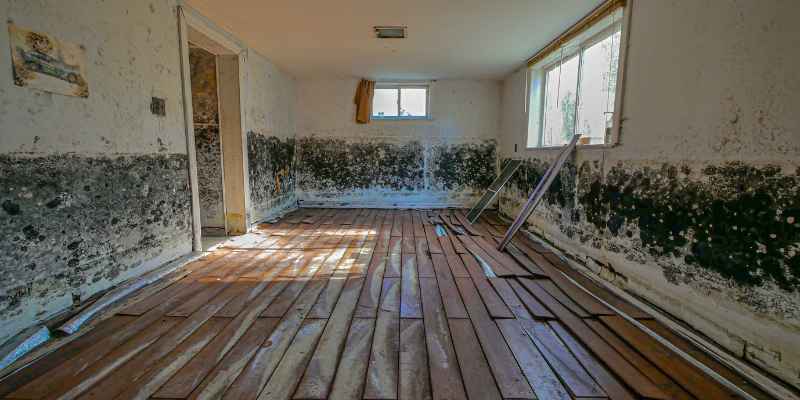 Does Cedar Prevent Mold (2)