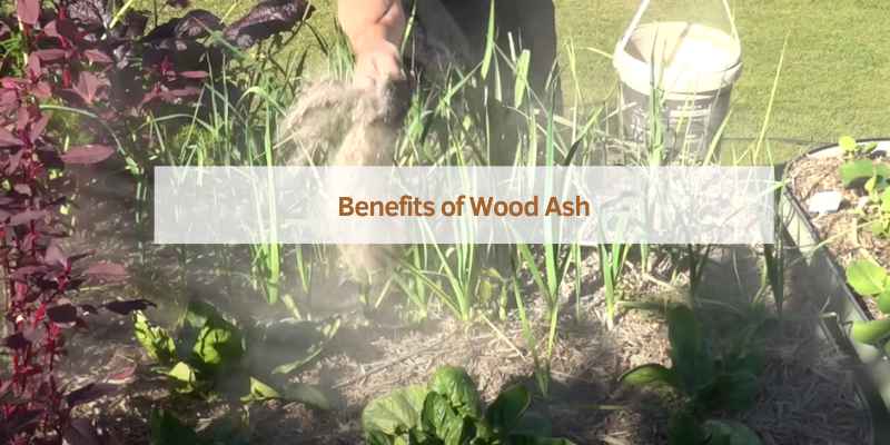 Benefits of Wood Ash