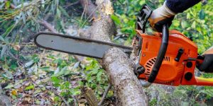 How to Cut a Tree Branch With a Chainsaw
