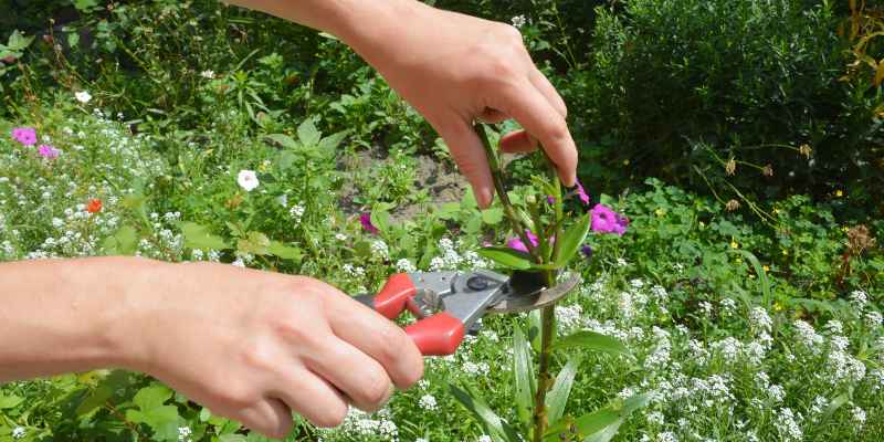 How to Keep Cedar Trees Healthy