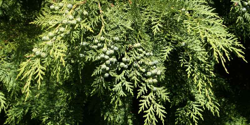 How to Keep Cedar Trees Healthy