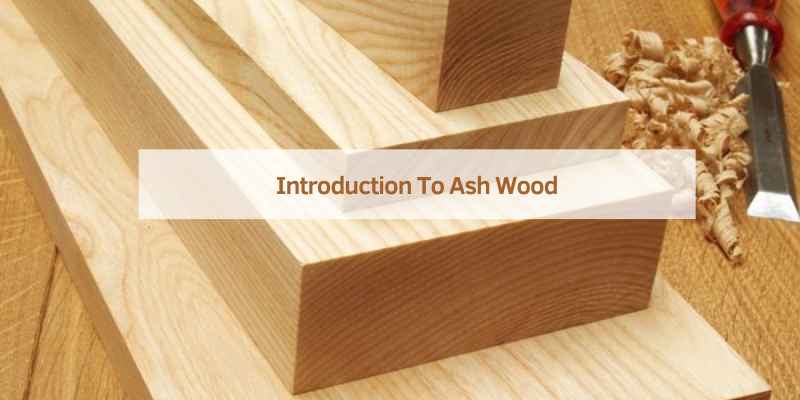 Introduction To Ash Wood