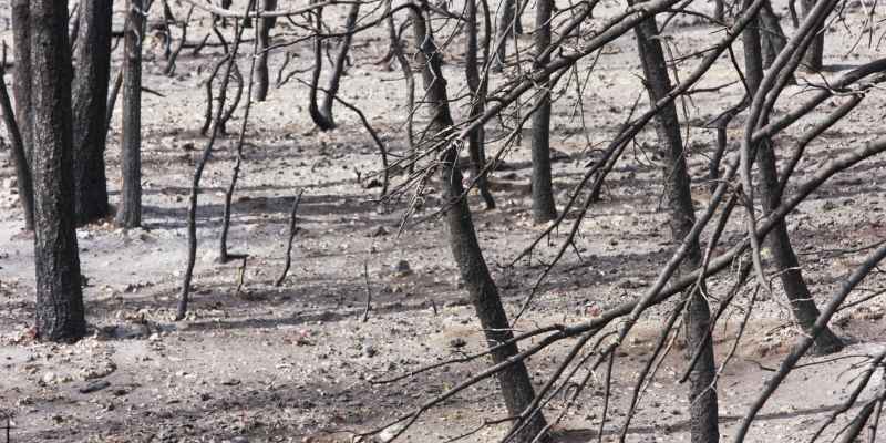 What Trees Like Wood Ash