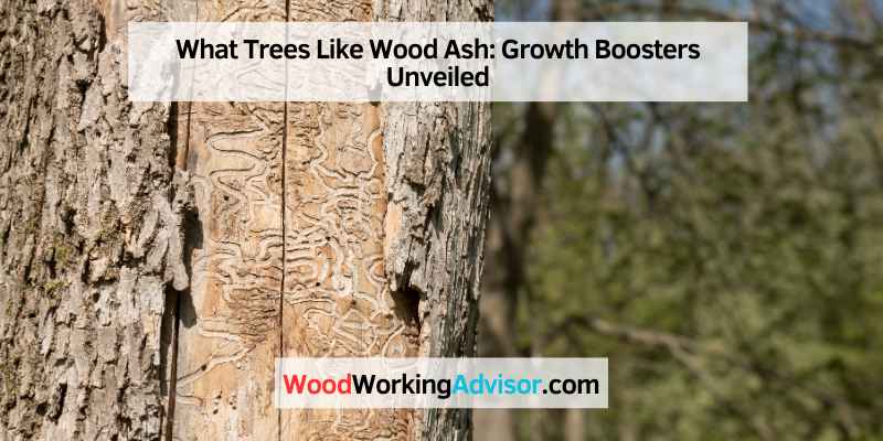 What Trees Like Wood Ash