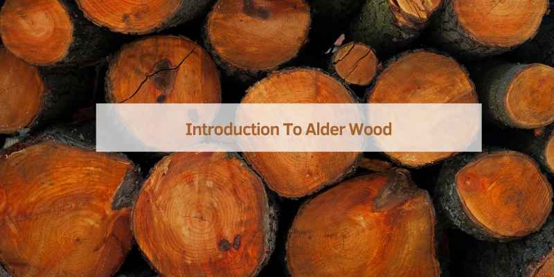 Introduction To Alder Wood