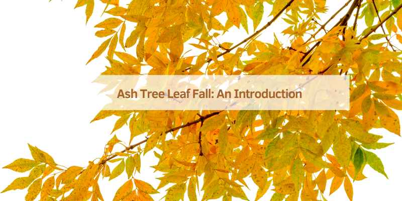 Ash Tree Leaf Fall: An Introduction