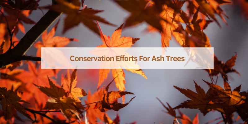 Conservation Efforts For Ash Trees