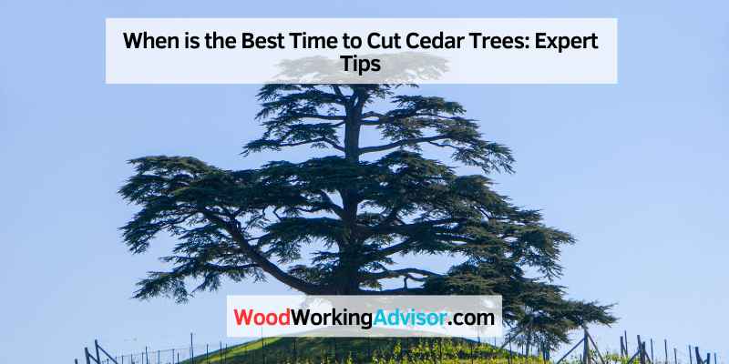 When is the Best Time to Cut Cedar Trees