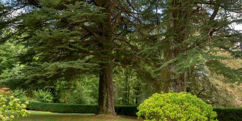 When is the Best Time to Cut Cedar Trees