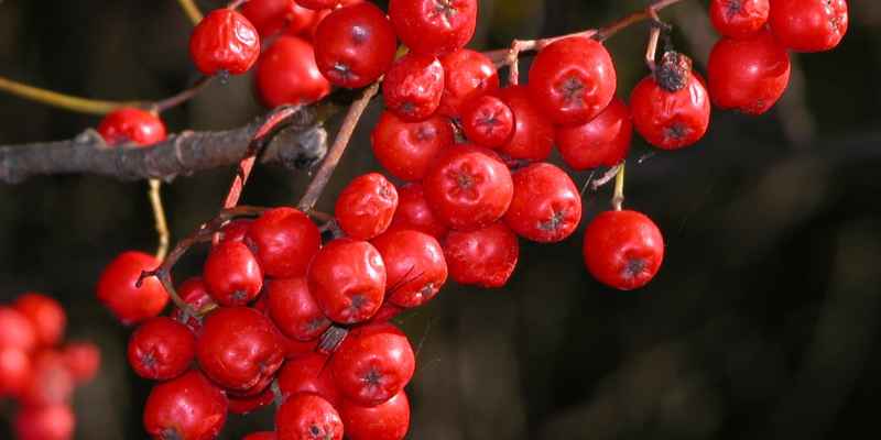 When is the Best Time to Plant a Mountain Ash Tree