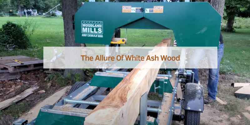 The Allure Of White Ash Wood