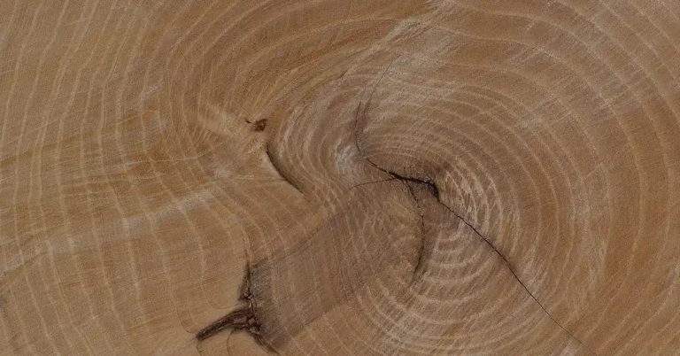 American ash wood end grain cross-section showing tight growth rings
