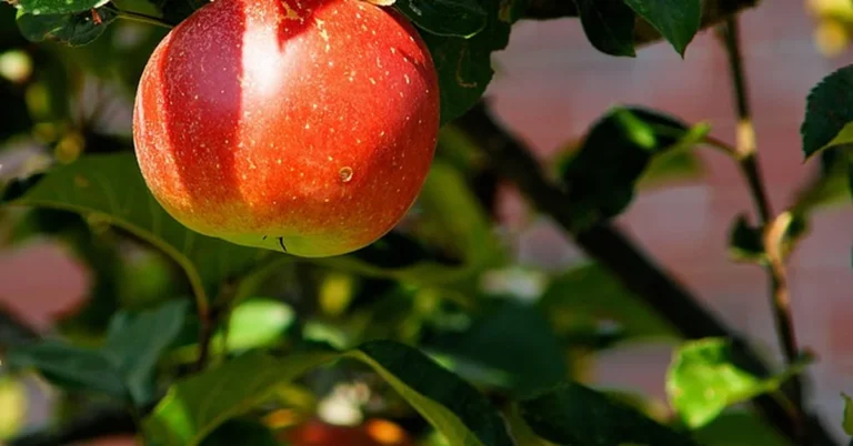 Ripe apple on a tree branch, one of the fruit trees that benefit from wood ash