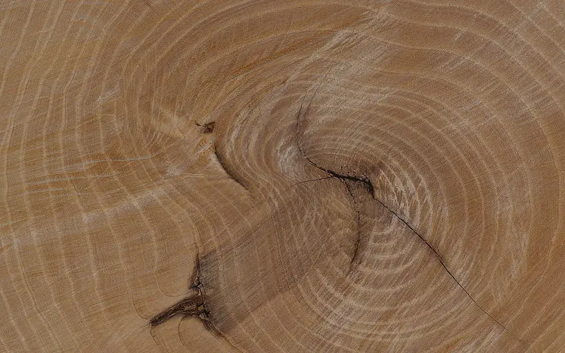 Close-up of ash wood end grain showing the straight, open grain pattern used to identify solid ash