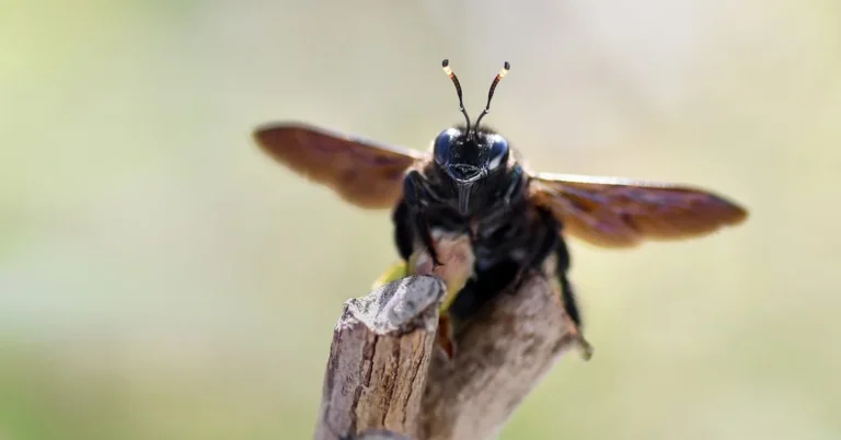 Carpenter bee perched on a weathered wood branch with wings spread