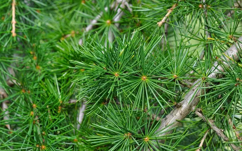 close-up of true cedar needles clustered on a young branch close-up of true cedar needles clustered on a young branch