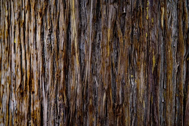 Close-up of weathered cypress tree bark showing its fibrous, rot-resistant outer layer