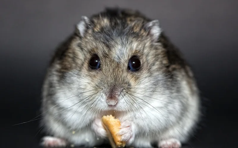 Dwarf hamster eating a crumb