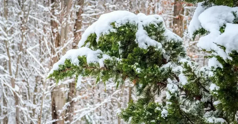 Eastern red cedar branch with snow, the juniper tree sold as aromatic cedar