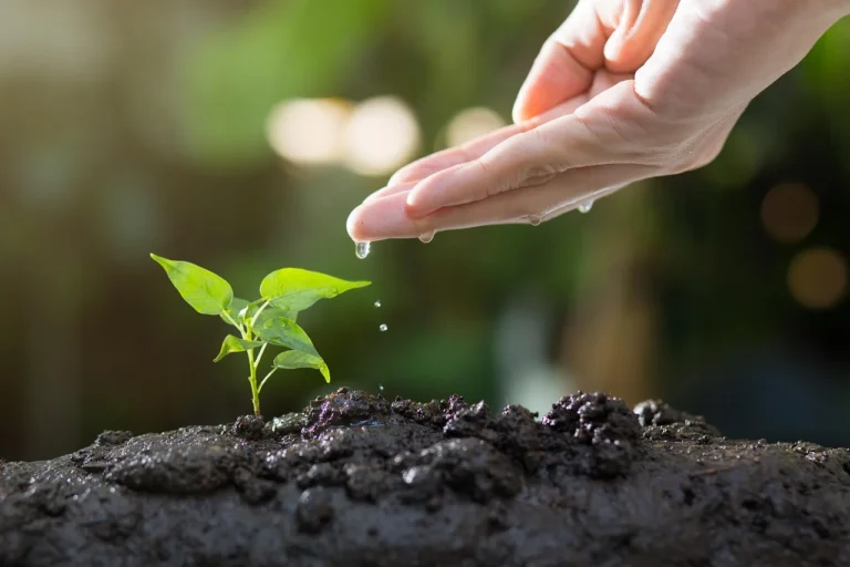Hand watering a young plant growing in dark soil