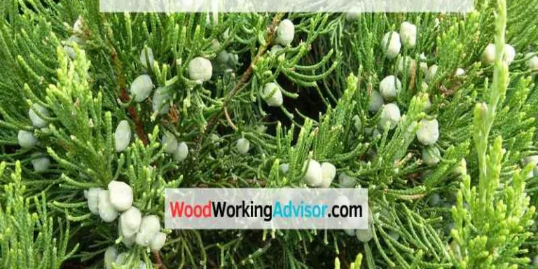 Cedar tree branches with berries close-up