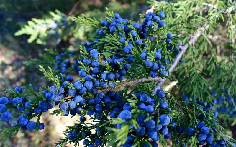 Blue berry-like cones on a juniper branch, the same genus as aromatic cedar