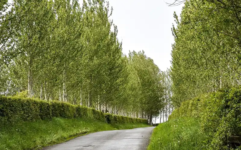 Row of mature poplar trees, the fast-growing deciduous species that produces poplar lumber Row of mature poplar trees, the fast-growing deciduous species that produces poplar lumber