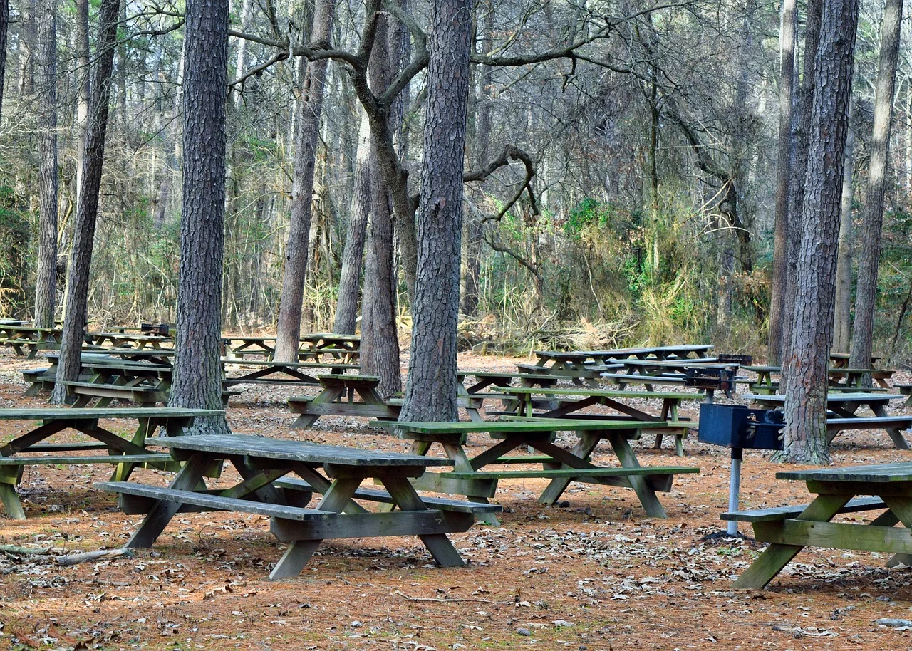 Rows of pressure treated wood picnic tables in a park showing the characteristic greenish tint of ACQ treatment
