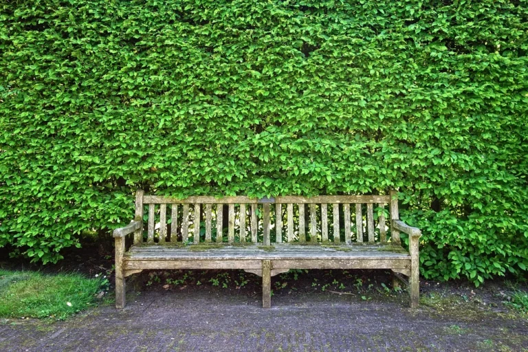 Weathered wooden outdoor bench built from pressure treated lumber against a green hedge