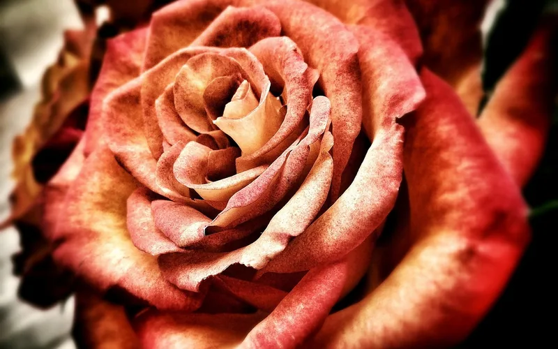 close-up photo of a real red rose in bloom used as a pyrography pattern reference