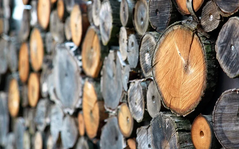 stacked split firewood log ends showing tight straight grain typical of ash