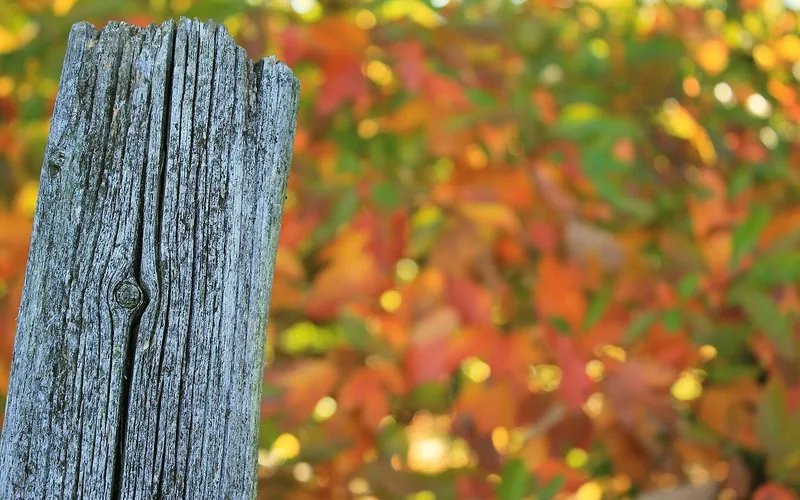 Weathered wood fence post with visible surface checking after years outdoors, still structurally sound