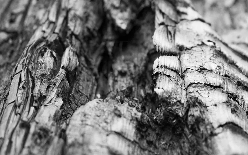 close-up of gray wood ash and charcoal texture from burned hardwood