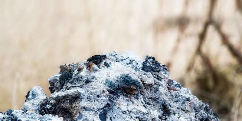 Wood ash sprinkled around garden plants