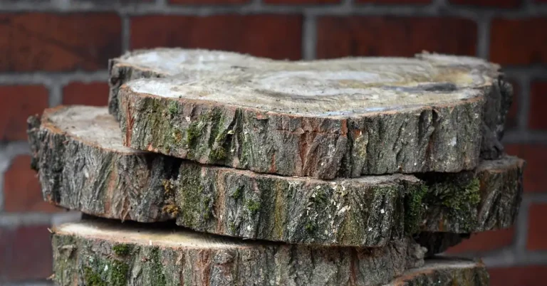 Stacked wood log slices with bark for decoration
